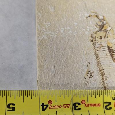 Green River Fish Fossil Plate
