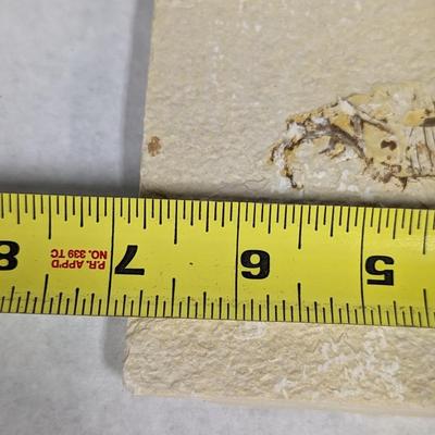 Green River Fish Fossil Plate
