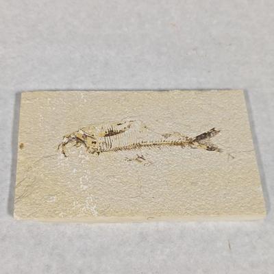 Green River Fish Fossil Plate