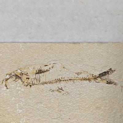 Green River Fish Fossil Plate