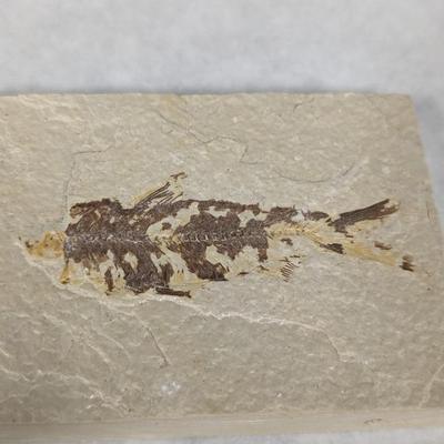 Green River Fish Fossil Plate