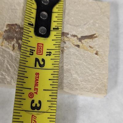Green River Fish Fossil Plate