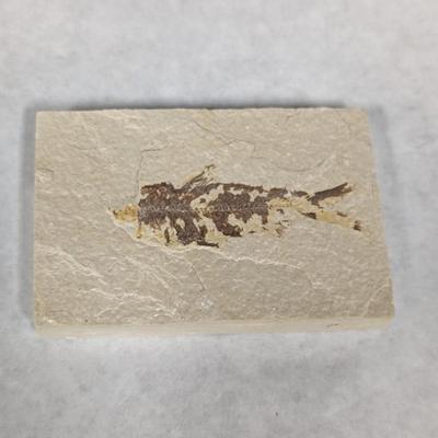 Green River Fish Fossil Plate