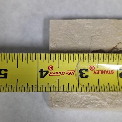 Green River Fish Fossil Plate