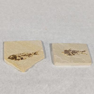 Green River Fish Fossil Plates