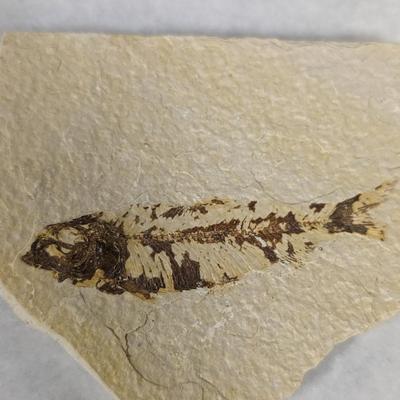 Green River Fish Fossil Plates
