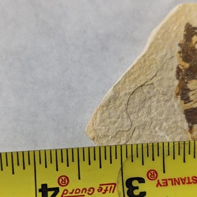 Green River Fish Fossil Plates