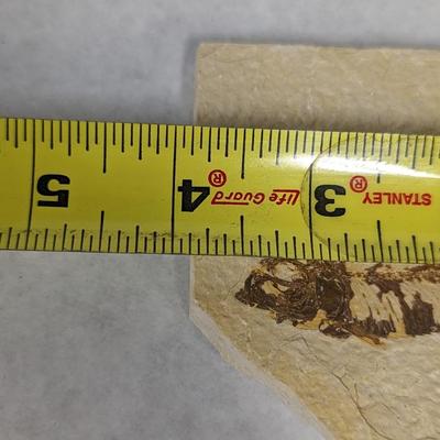 Green River Fish Fossil Plates