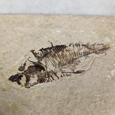 Green River Fish Fossil Plate