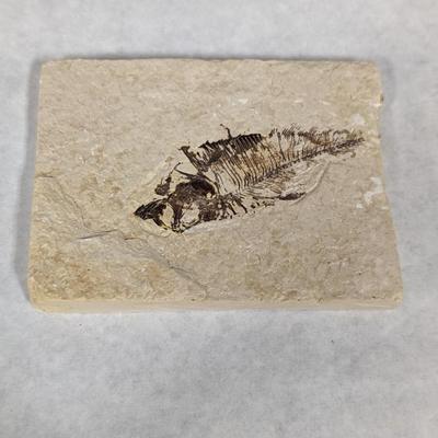 Green River Fish Fossil Plate
