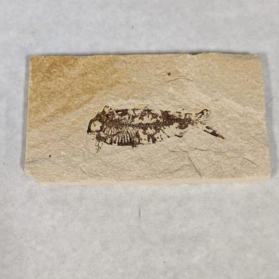 Green River Fish Fossil Plate