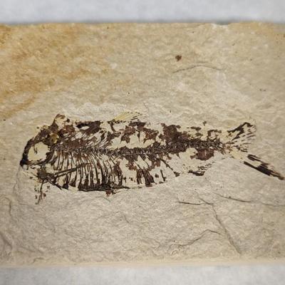 Green River Fish Fossil Plate