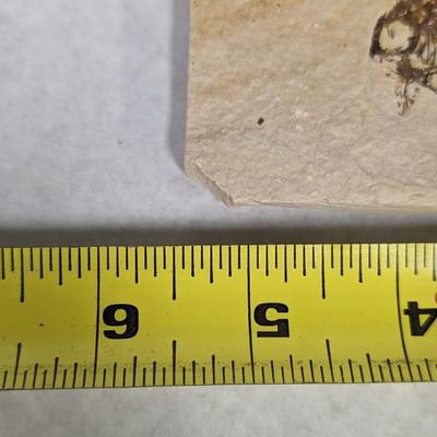 Green River Fish Fossil Plate