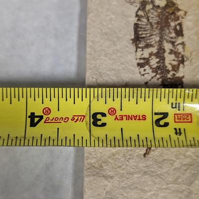Green River Fish Fossil Plate