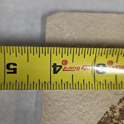 Green River Fish Fossil Plate