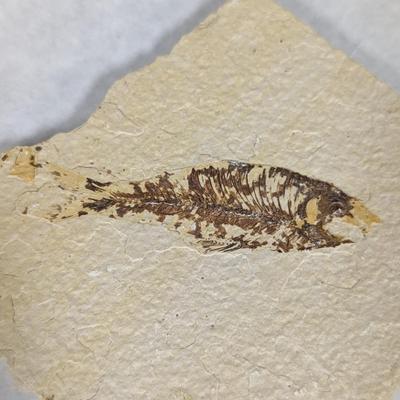 Green River Fish Fossil Plate