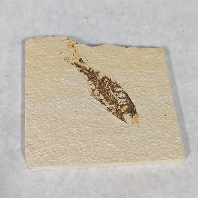 Green River Fish Fossil Plate