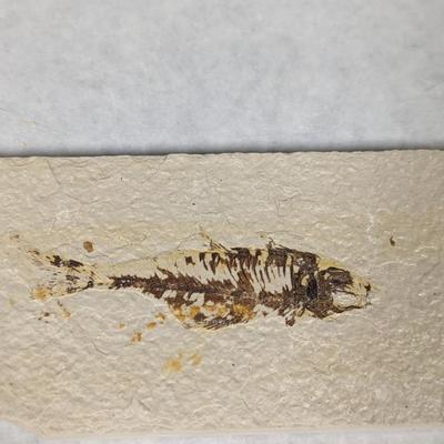 Green River Fish Fossil Plate