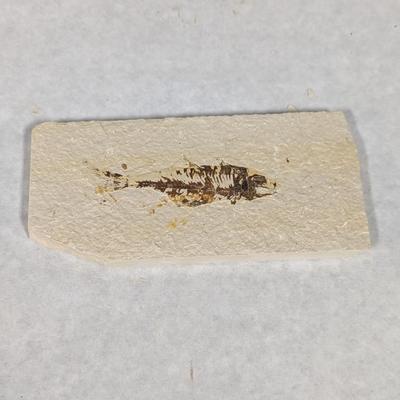 Green River Fish Fossil Plate