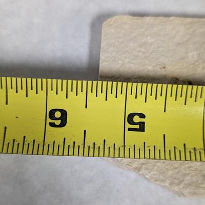 Green River Fish Fossil Plate