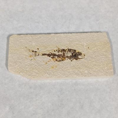 Green River Fish Fossil Plate
