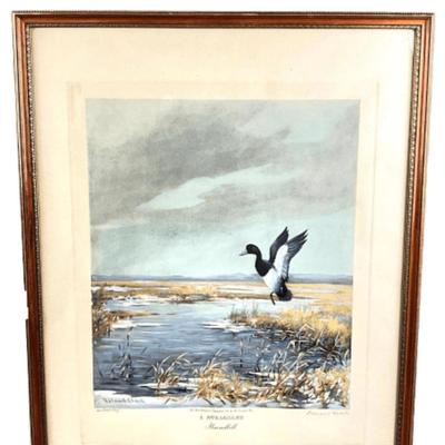 1125 Vintage Signed A. STRAGGLER Broadbill Engraving by Roland Clark 250/ Artist's Proof