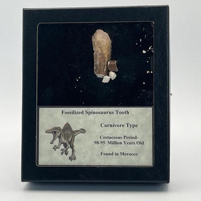 LOT 69: Fossilized Spinosaurus Tooth