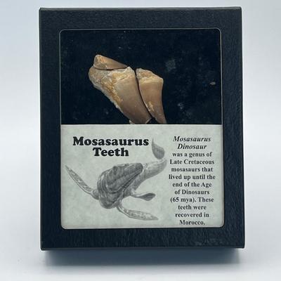 LOT 71: Mosasaurus Teeth Fossils in Display Case