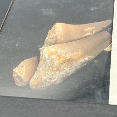 LOT 71: Mosasaurus Teeth Fossils in Display Case