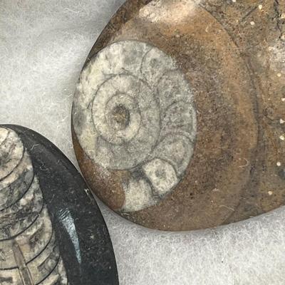 LOT 72: Polished Orthoceras / Ammonite Fossil Stone Set