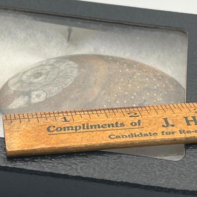 LOT 72: Polished Orthoceras / Ammonite Fossil Stone Set