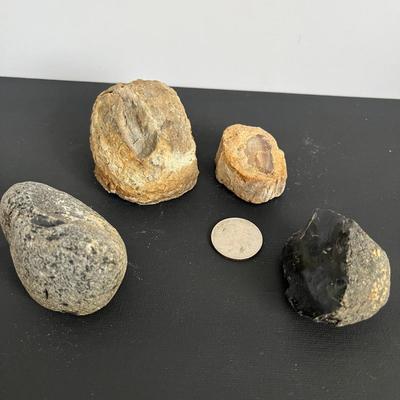 4 Piece Fossil Lot