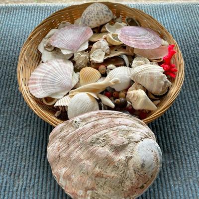 Lot of Seashells. Locally Collected.