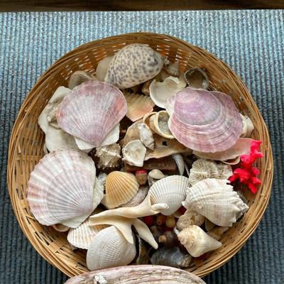 Lot of Seashells. Locally Collected.