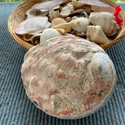 Lot of Seashells. Locally Collected.