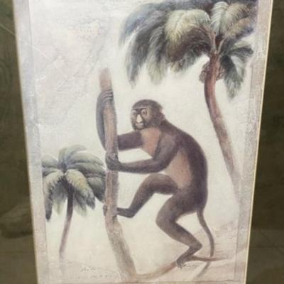 Vintage Monkey Print Mounted in a Heavy Wooden Custom Frame Size 23.5