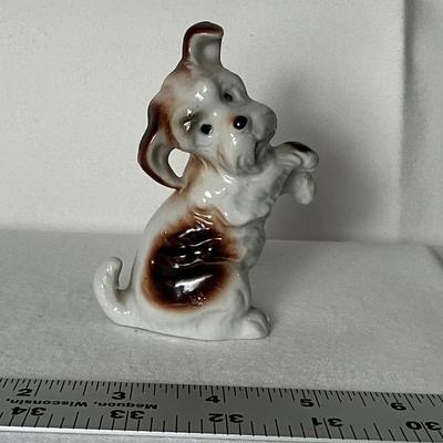 Adorable begging Porcelain Pup