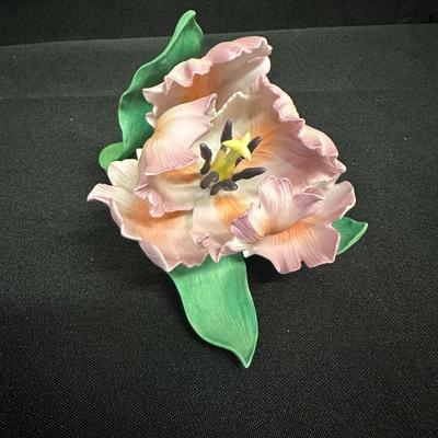Parrot Tulip