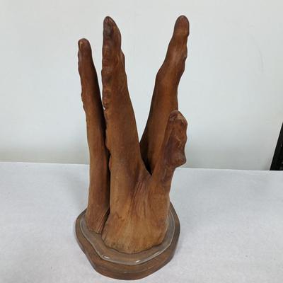 Cypress Knee Root