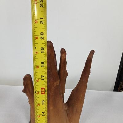 Cypress Knee Root