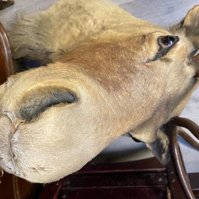 Deer Taxidermy