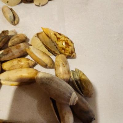 Seashell Lot, Sand Dollars and lettered olive seashells