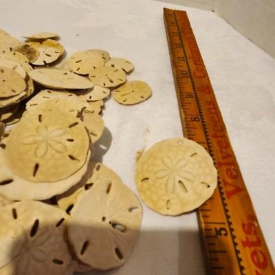 Seashell Lot, Sand Dollars and lettered olive seashells