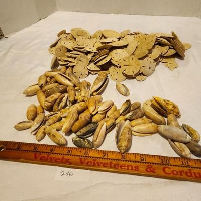 Seashell Lot, Sand Dollars and lettered olive seashells