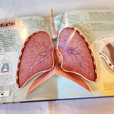 Lot #25 Pop-Up Book - The Human Body - great illustrations