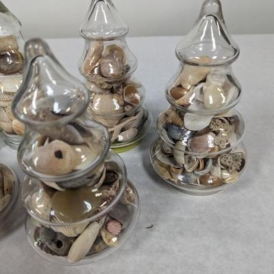 Assortment Of Sea Shells Choice 1