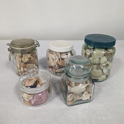 Assortment Of Sea Shells Choice 2