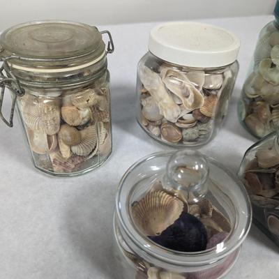Assortment Of Sea Shells Choice 2