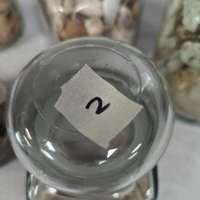 Assortment Of Sea Shells Choice 2