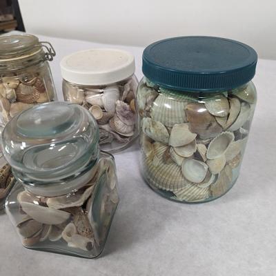 Assortment Of Sea Shells Choice 2